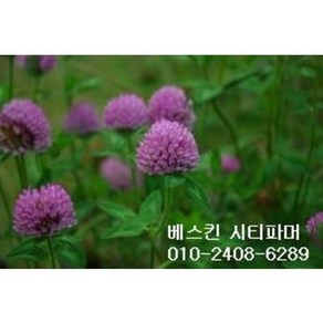 레드 크로바씨앗 종자 1kg/발아율 80%이상 무료배송/붉은토끼풀 야생화씨앗, 1개