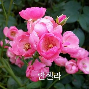 사계장미 (넝쿨) 안젤라(분홍색) 포트(분) 키1.2m 1주(개), 본상품선택, 1개