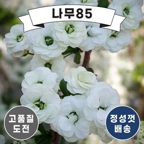 (나무85) 장미조팝 10cm 포트