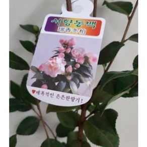 고급동백 서향동백나무 중품 40-60cm 119, 1개