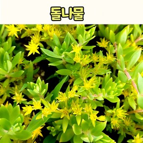 돌나물(3치 포트) 야생화모종/전국노지월동, 1개