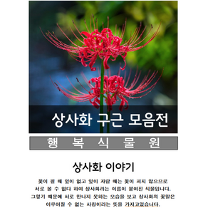 꽃무릇(석산)상사화 100구근, 100개