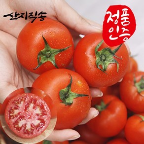 [비교불가원물] 당일수확 프리미엄 정품 찰토마토 완숙 토마토 5kg 10kg 선물용 쥬스용, 1박스, 정품 완숙토마토 중과 10kg