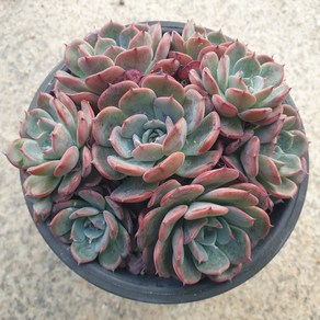 [수암다육] 묵은 아우렌시스 랜덤발송 Echeveria 'Laulensis' 랜덤발송 다육 다육이 다육식물 364 라우렌시스