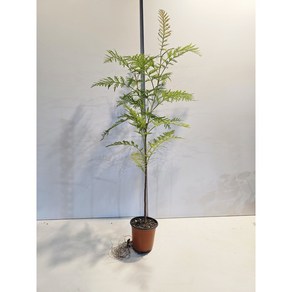 식물공장 그레빌레아 그레빌리아 외목대 소품 15-50cm 59