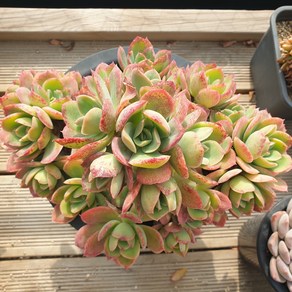 [수암다육] 러우 랜덤발송 Echeveria 'Luella' 다육 다육이 다육식물 433