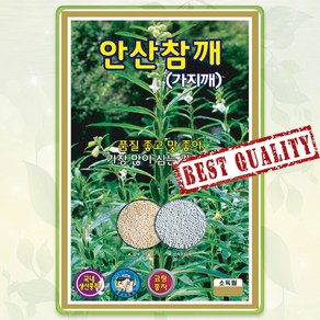 안산 참깨 씨앗 3000립 깨 종자 씨 가지깨 봄 여름 가을 깨씨 깨씨앗 KS, 1개