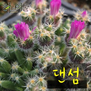 [허브여울선인장] 다육 댄섬(덴섬) 지름 9cm 소품화분, 1개