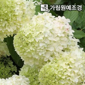 목수국나무 라임라이트 4치포트 개화주 묘목 가림원예조경