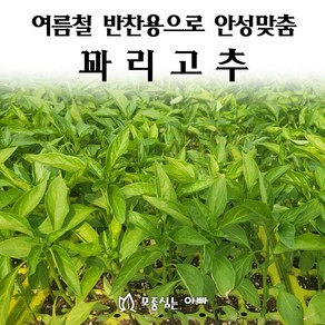 [모종심는아빠] 여름철 반찬용으로 안성맞춤 꽈리고추, 6개, 모종