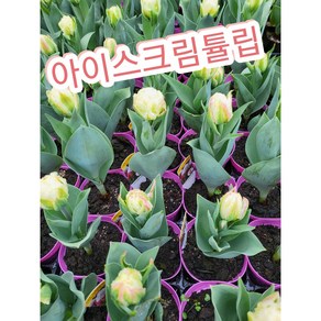 아이스크림튤립/진짜 아이스크림을 한스푼 올려 놓은것 같지 않나요, 1개