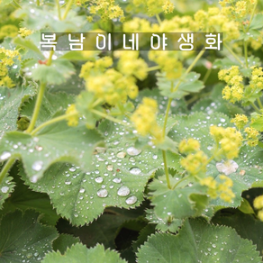 알케밀라 [3포트 복남이네야생화 모종 허브 레이디스맨틀 자이언트몰리 alchemilla], 3개