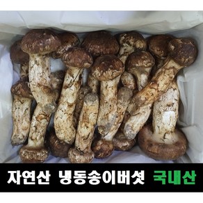 송이버섯 자연산 냉동 국내산