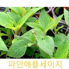 허브Heb/채소식물 파인애플세이지 모종 4개 (L0273)