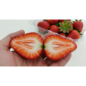 [재구매율높은] 논산 신선달콤 킹스베리, 1개, 왕특과 800g