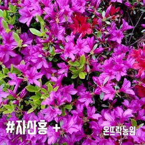 온뜨락농원plus [자산홍] 영산홍 연산홍 철쭉 최상품 40cm 정원수 전원주택조경 대단지조경공사용 (분홍색꽃), 1개