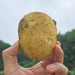 [산지직송]25년 햇감자 강원도 포슬포슬 두백감자 2 3 5kg 크기별 식이섬유 저칼로리, 특3kg, 1개