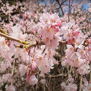 [좋은원예] 수양벚나무 개화주 성목 R3 (운송비별도), 벚나무, 1개