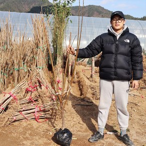 왕매실나무 묘목 홍매실 접목4년생 결실주 원예 과실수, 1개