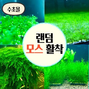 [수초몰] 모스활착 랜덤세트 /활착 모스 초보수초 음성수초 활착수초 활착모스 모스활착 피규어모스 화산석활착 구피 새우 수초맛집 피규어활착 피규어 모스볼, 갓 활착 랜덤 1종, 1개