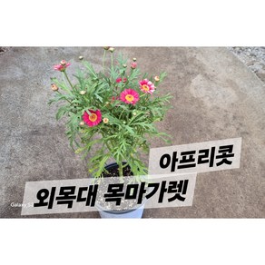 삼색목마가렛/아프리콧, 1개