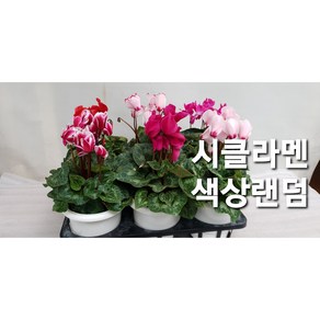 이클라멘/시크라맨/색상랜덤, 시크라멘/색상랜덤, 1개