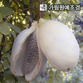 으름나무 대과종 유실수 가림원예조경