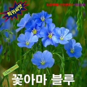 (희귀씨앗) 꽃아마 블루 15립