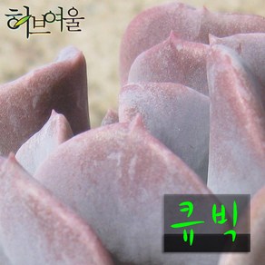 허브여울다육 큐빅 지름 9cm 소품 다육화분, 1개