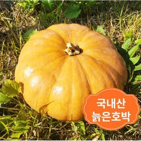 호박 맷돌호박 늙은호박 호박 호박죽 2kg~6kg이상