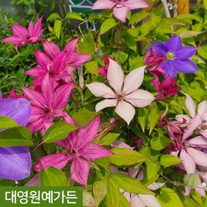 클레마티스 40종 택1 덩굴식물 야생화, 30. 하글레이하이브리드 9cm포트, 1개