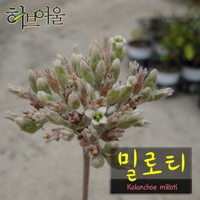 허브여울다육 밀로티(묵은둥이) 지름 9cm 소품다육화분, 1개