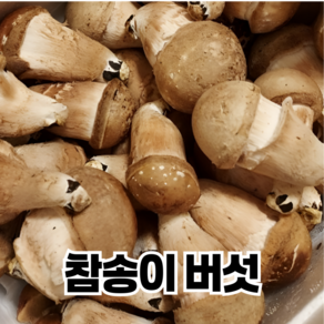 [산지농장직송] 지투상사 참송이버섯 가정용 국내산 송이버섯, 1박스, 500g