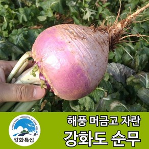 강화도 토박이 강화 순무 5kg 10kg [무청있음] 강화도 생순무