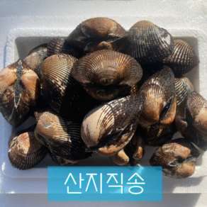 싱싱하고 알이 꽉찬 피꼬막 2kg, 1개