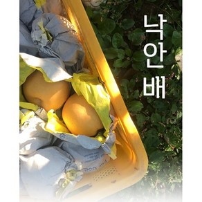 낙안배 산지직송 덕천농장 가정용 선물용 5kg 7.5kg 15kg 흠과 선물세트, 1박스, 흠과 / 5kg