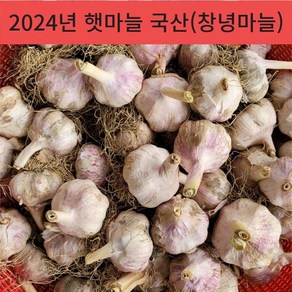 24년 국산 창녕 햇마늘 직접재배 산지직송 통마늘 저장 장아찌 마늘 대크기 3kg 5kg 10kg, 10kg(대), 1개