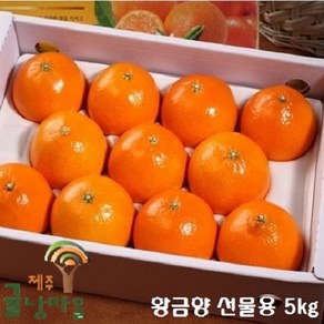 제주귤낭마을 황금향 선물용 5kg, 1박스