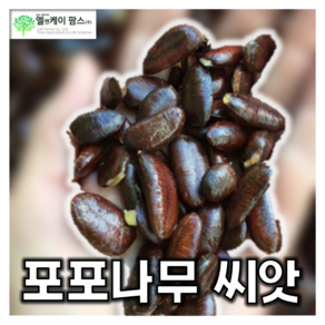 포포나무 씨앗 1kg (엘앤케이팜스), 1개