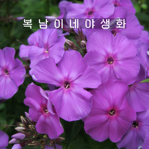 프록스 소품 아메시스트 [3포트 복남이네야생화 모종 플록스 phlox], 3개