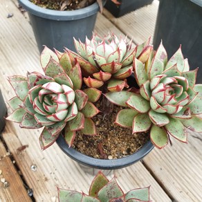 [수암다육] 피노키오 랜덤발송 Echeveria 'Pinocchio' 랜덤발송 다육 다육이 다육식물 258