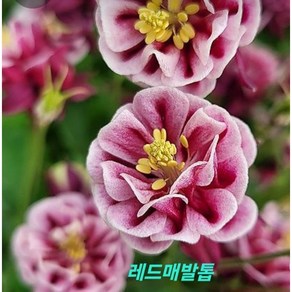 장미매발톱-레드화이트(소품) [야생화담담], 1개