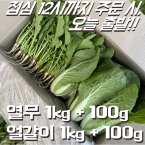 [꿀야채 어린열무] 물 좋은 철원 산지직송 어린열무(얼갈이세트), 1박스, 어린열무(얼갈이세트) 2kg