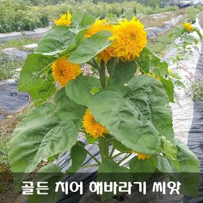 [해피플라워] 골든 치어 해바라기 씨앗 30립 / 봄 파종 테디 베어를 닮은 해바라기 꽃씨, 1개