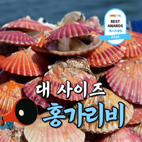 [큰사이즈] 통영 제철 홍가리비, 6개, 대사이즈 1kg (20미 내외)