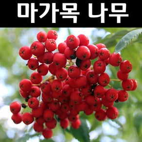 마가목 나무 묘목 실생1년 뿌리 특묘 5개/정원수 조경수, 5개