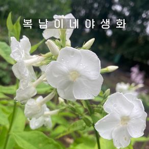 프록스 소품 다비드 [3포트 복남이네야생화 모종 화이트 플록스 phlox], 3개