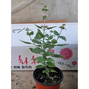 층층이 꽃 야생화 10cm, 1개