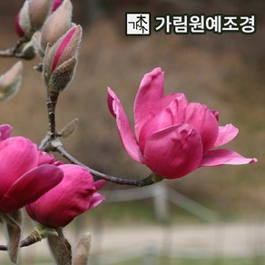 목련나무 묘목 수잔 p9포트 가림원예조경, 1개