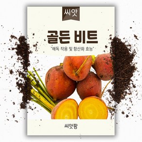 씨앗팜 비트씨앗 (100립)- 노랑 골든비트, 1개